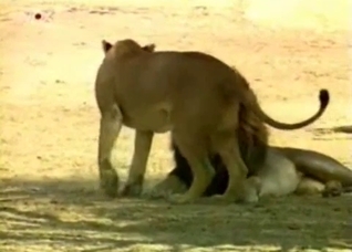 Outdoors action with a fucking lion