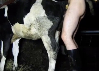 Boots-wearing zoophile fucks a cow