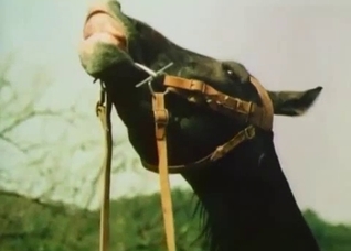 Enjoy staring at this mule's massive cock