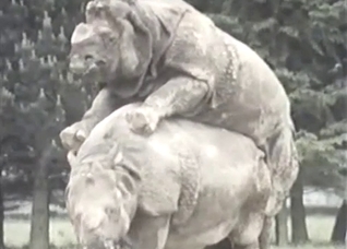 Two HUGE animals fucking like crazy