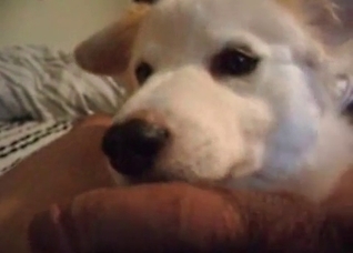 Close-up POV BJ from a horny mutt