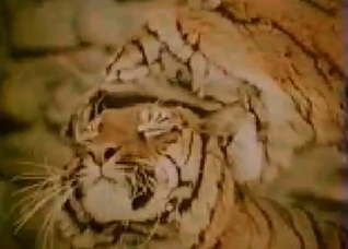 Tigers enjoying twisted sex right here