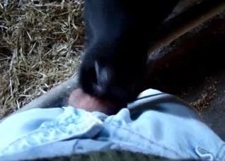 Dude face-fucking a horny farm animal