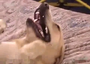 That dog is gonna get destroyed on cam