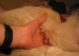 A very hot sex session with a dog