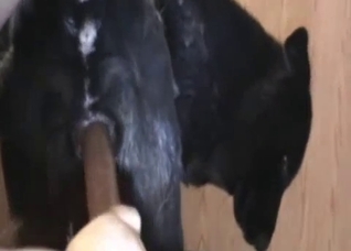 Dude fucking his obedient doggo
