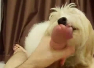Dog with pretty eyes gives head in POV