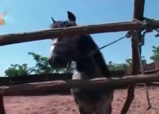 Outdoors action with a beautiful horse