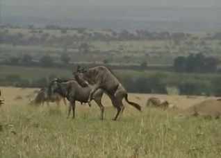 Outdoors action with plenty of horny beasts