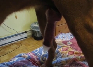 Incredible animal cock to stare at