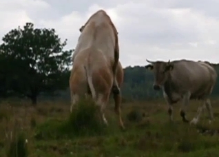 Animal being animals and fucking