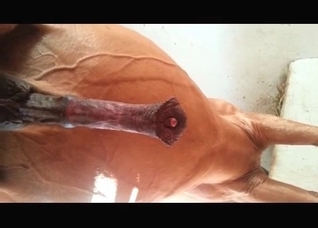 Close-up shots of a marvelous horse cock