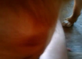 Fast and furious bestiality video here