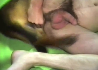 Dog is gonna ruin his ass on camera