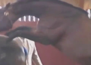Dude and his ionate big-dicked horse