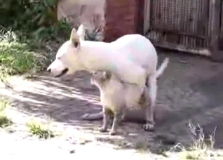 Very kinky small white dog here