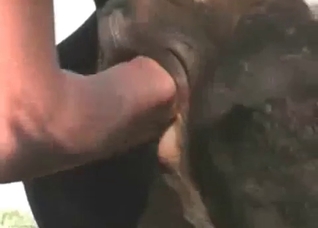 Gaping that fantastic animal hole